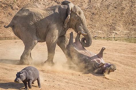 Pictured: Angry elephant FLIPS hippo in the air with its trunk - Mirror ...