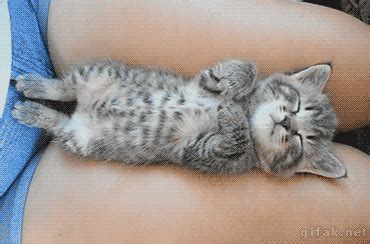 Baby Kitten GIF - Find & Share on GIPHY