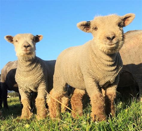 Babydoll lambs for sale - Babydoll sheep Australia