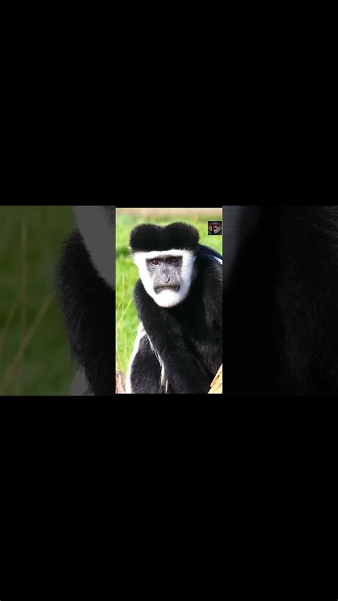 The Colobus Monkey Facts #shorts #amazingfacts #animals