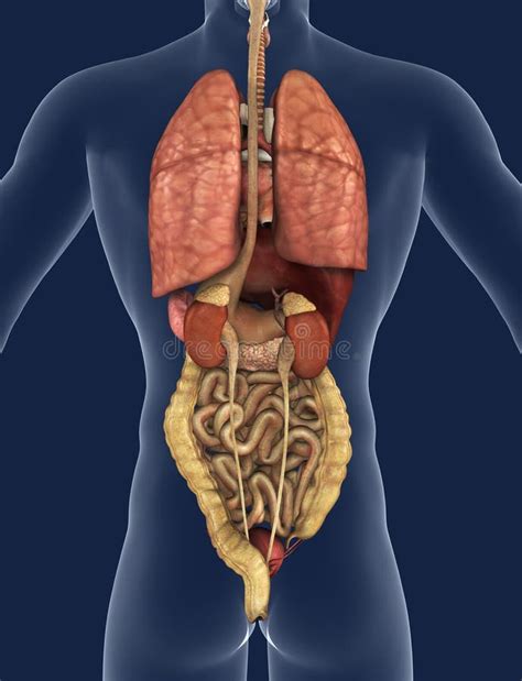 Image Showing Internal Organs In The Back Internal Organs Stock ...