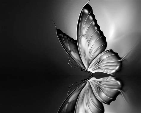 Black and White Butterfly, black and white, reflection, butterfly ...