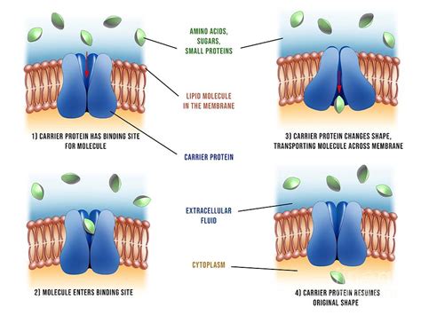 Carrier Proteins In Cells Photograph by Maurizio De Angelis/science ...