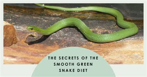 Smooth Green Snake Diet