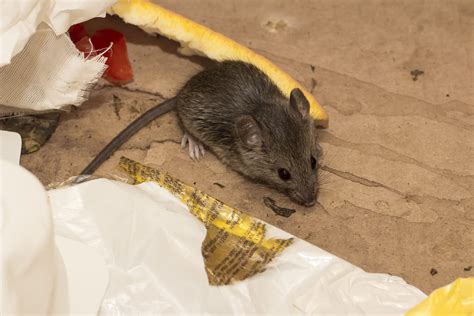 Seattle Rodent Proofing, Attic Pest Control | Attic Projects Company