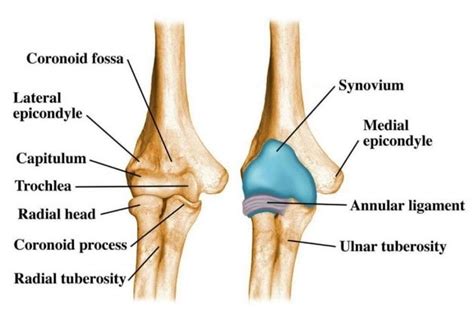 Elbow Anatomy & Problems – Home | Consultant Orthopaedic Surgeon