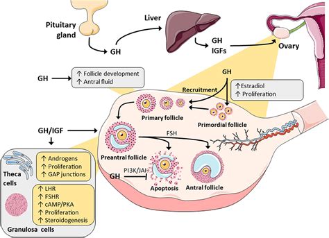 Pituitary gland