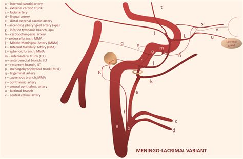 Middle Meningeal Artery | neuroangio.org