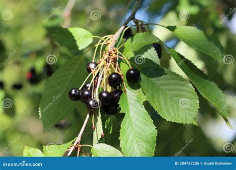 Sweden. Prunus Subg. Ostergotland County. Stock Photo - Image of europe ...