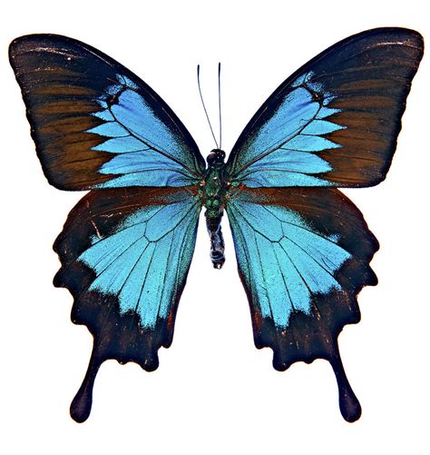 Blue Butterfly by Adrian Green