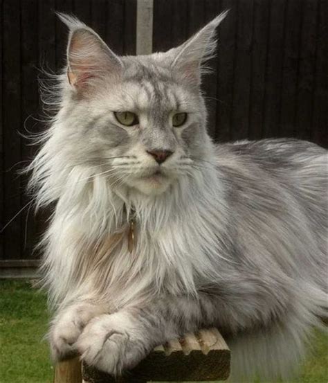 Maine Coon Cat Breeders New England - bewitchedbybookshaven