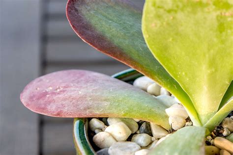 Flapjack Succulent (Kalanchoe luciae): Care and Growing Guide