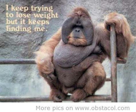 Chunky monkey | Funny quotes, Funny joke quote, Monkeys funny