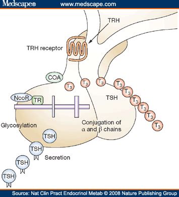 Receptors, thyrotropin-releasing hormone; Protirelin Receptors ...