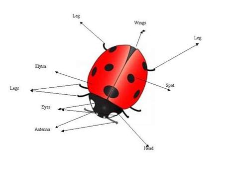 Anatomy of the Ladybug - All About Ladybugs