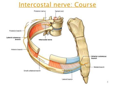 thorax intercostal space