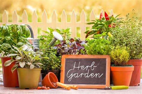 Enhance Any Garden with Herbs