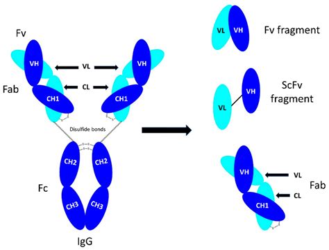 Bioengineering | Free Full-Text | Soluble Papain to Digest Monoclonal ...