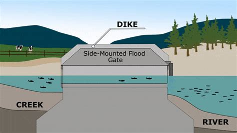 What makes flood control fish-friendly? | Watershed Watch