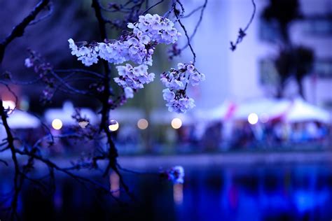 Cherry Blossoms Sakura Japan - Free photo on Pixabay - Pixabay