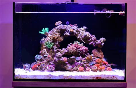 10 Gallon Saltwater Aquarium Kit - Reef Casa