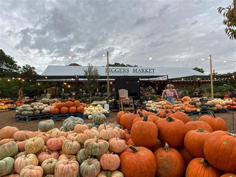 Our Favorite Pumpkin Patches to Visit in the Wilmington Area