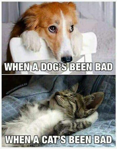 Dog and cat - Meme by Greatest :) Memedroid