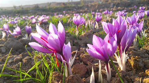 Saffron harvesting tour, Iran tour and experience