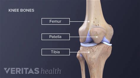 Discover 63+ knee joint sketch super hot - seven.edu.vn