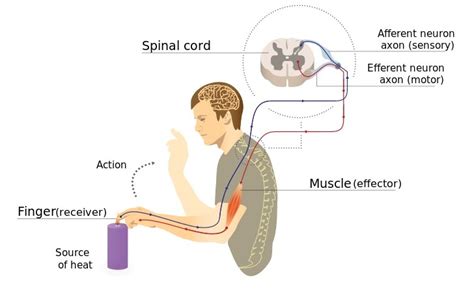 What is the Difference Between Stimulus and Response - Pediaa.Com