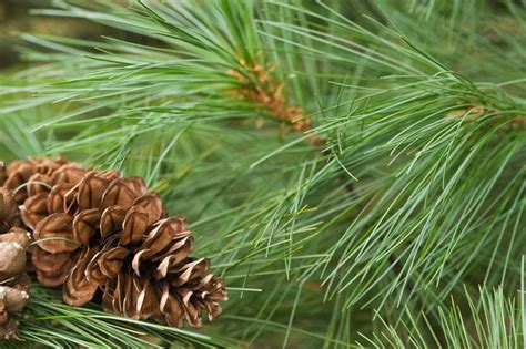 Canadian White Pine Needle Tea loose from Northern Ontario | Etsy