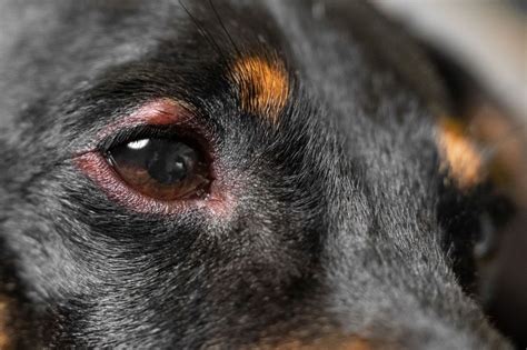 Dog Eye Stye: Causes, Symptoms, and Treatment – PawSafe