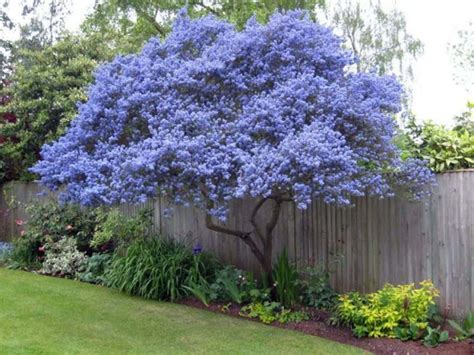 Small Flowering Trees For Small Gardens - Image to u