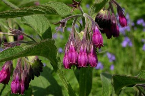 Symphytum officinale - Common Comfrey