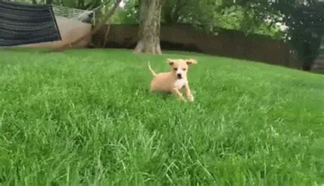 Running Puppy GIFs - Get the best GIF on GIPHY