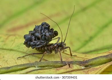 Reduviidae Assassin Bug Stock Photo 307359431 | Shutterstock