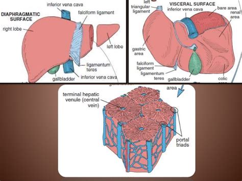 Liver (Anatomy, Histology and Functions) - Online Science Notes