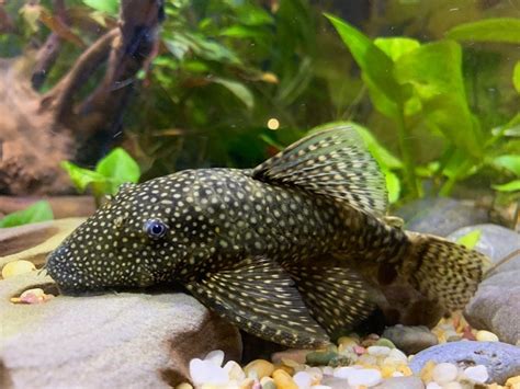 Bristlenose Pleco: Care Guide, Size, Varieties & Lifespan | Hepper