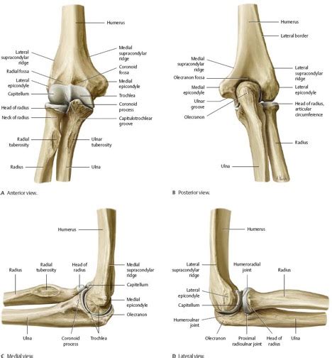 ELBOW ANATOMY, INJURIES, AND TREATMENT