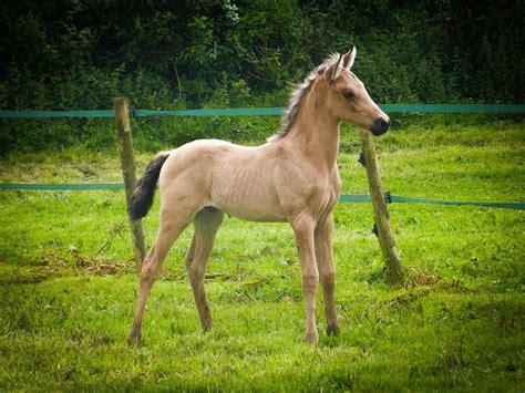 Akhal Teke Horse Info, Colors, Temperament, History, Pictures