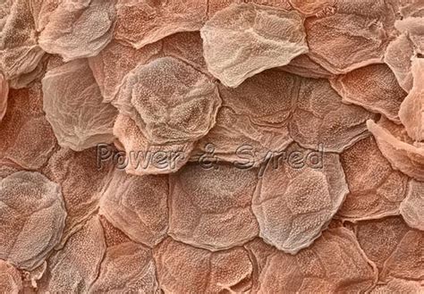 ORGANIC HUMAN SKIN CELLS | Science images, Microscopic photography ...