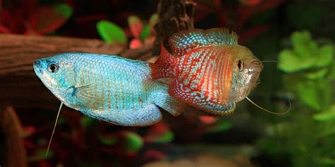 How to Breed Dwarf Gourami?