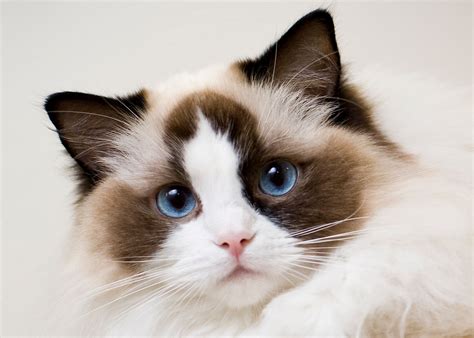 Ragdoll Cats Personality