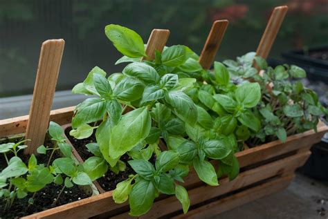 How to Grow Herbs Indoors – P. Allen Smith