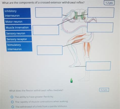 Solved Label the components of a typical reflex arc. 1.2 pts | Chegg.com