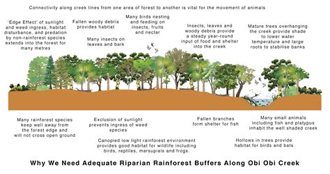 Obi Obi Parklands - Riparian Zone