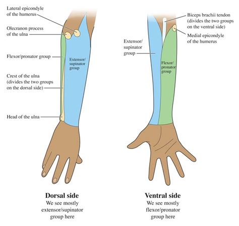 The Dorsal Forearm, Part 1: Compartment Search | Anatomy for artists ...