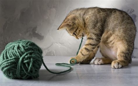 Why Do Kitties Like to Play with Yarn? | Kittens Whiskers