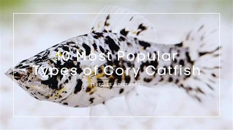 10 Most Popular Types of Cory Catfish (Species & Pictures)