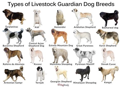 The Best Livestock Guardian Dog Breeds With Pictures in 2023 | Farm ...